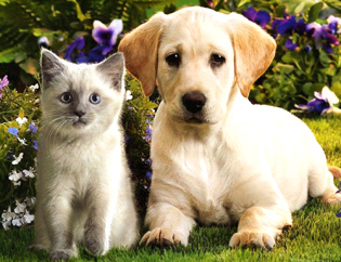 Ветеринарное оборудование для домашних животных