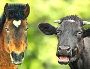 Ветеринарное оборудование для КРС