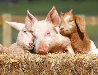 Ветеринарное оборудование для средних животных (козы, овцы, свиньи, собаки, кошки...)